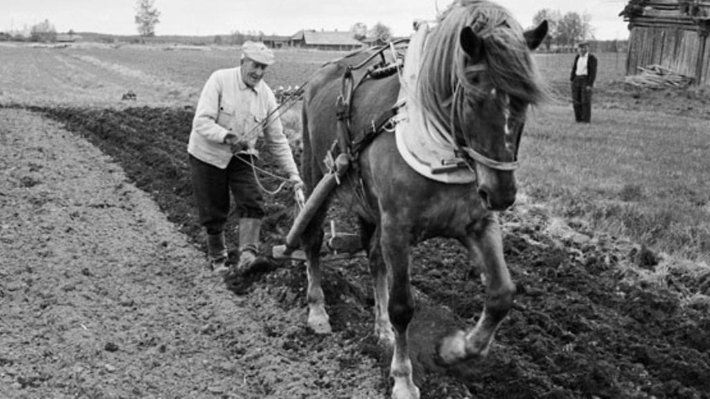 Viljelijä ja hevonen kyntötöissä.
