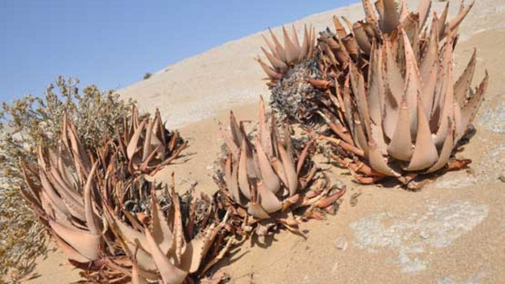 Afrikkaan muutto toi Tuijalle toivotun muutoksen.