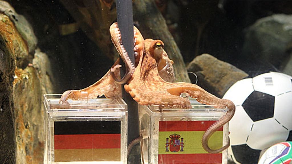 Paul-mustekala työn tohinassa, kuva:EPA/Roland Weihrauch