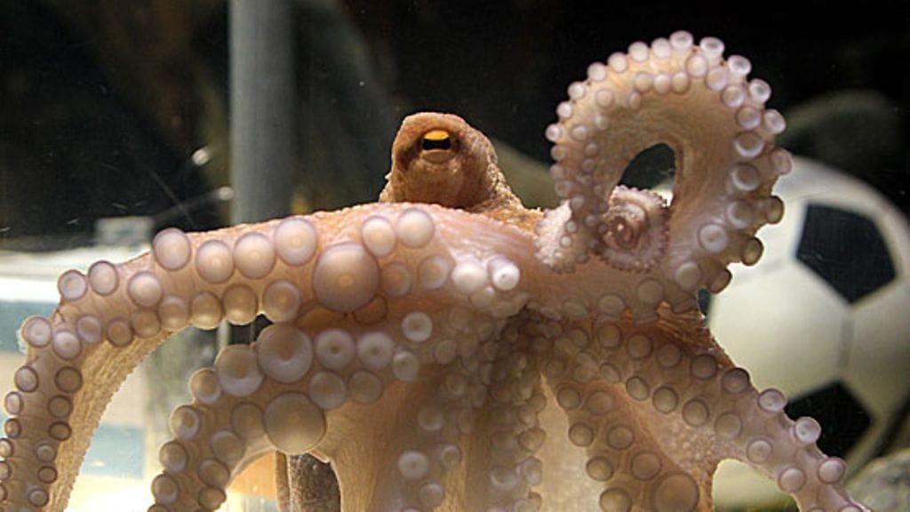 Paul-mustekala, kuva:EPA/Roland Weihrauch