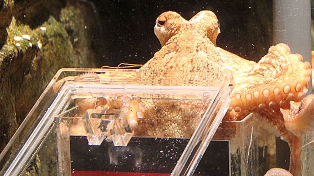 Paul-mustekala, kuva:EPA/Rolandweihrauch