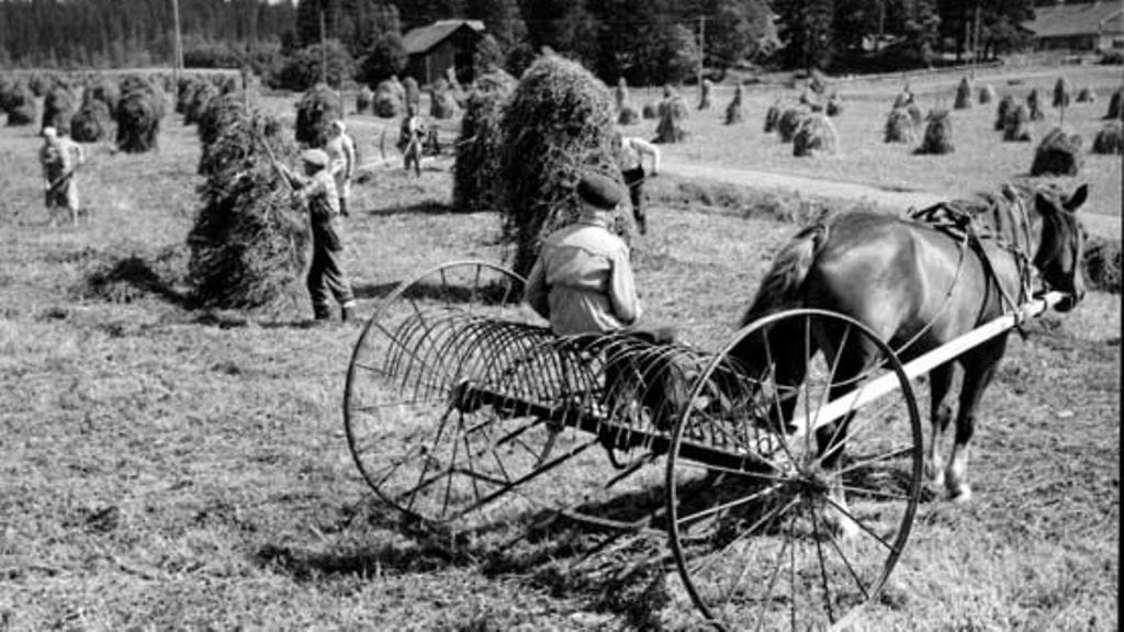 Huutolaislapset tekivät usein peltotöitä.