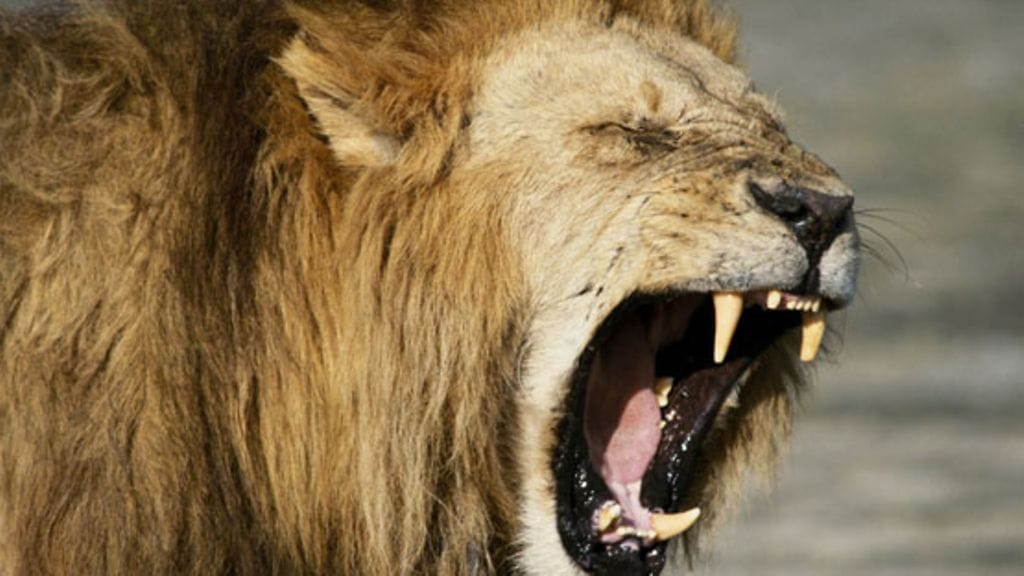 Metsästysretki Afrikassa ei unohdu koskaan.