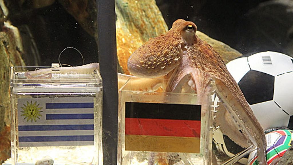 Paul-mustekala onkii sapuskaa Saksan laatikosta. Kuva: Roland Weihrauch/EPA.