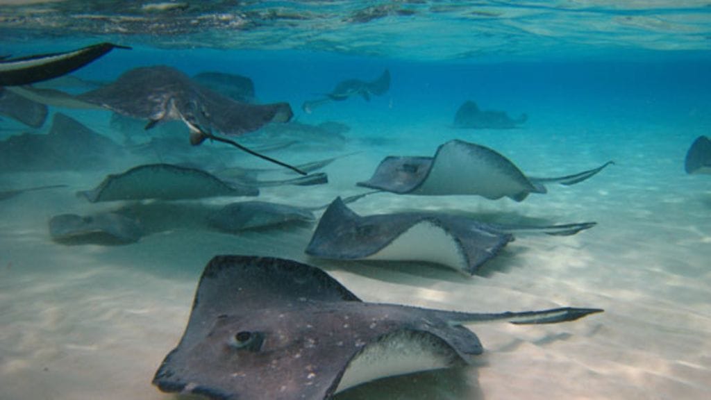 Rauskuja Stingray Cityn "rauskukaupungissa".