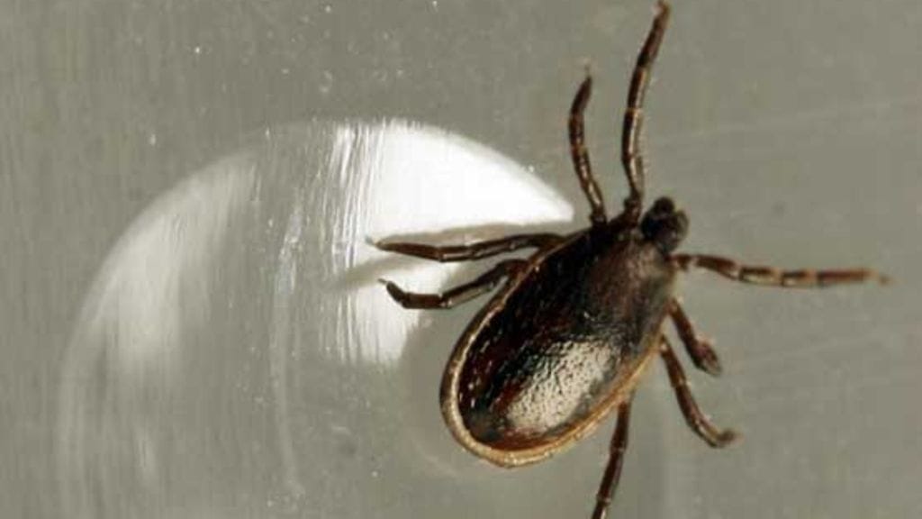 Puutiaishavaintoja on tehty viime vuosina uusilta alueilta.