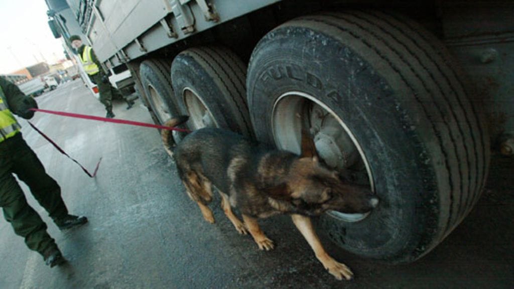 Saksanpaimenkoira on jalostettu luonteeltaan virkatehtäviin sopimattomaksi. Kuvan koira tai henkilöt eivät liity juttuun.