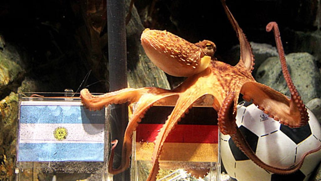 Paul-mustekala, kuva:EPA/Roland Weihrauch