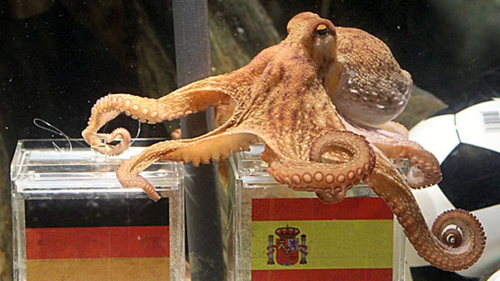 Paul-mustekala, kuva:EPA/Roland Weihrauch