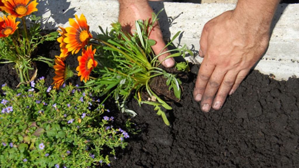 Harrastatko sinäkin jo puutarhanhoitoa?