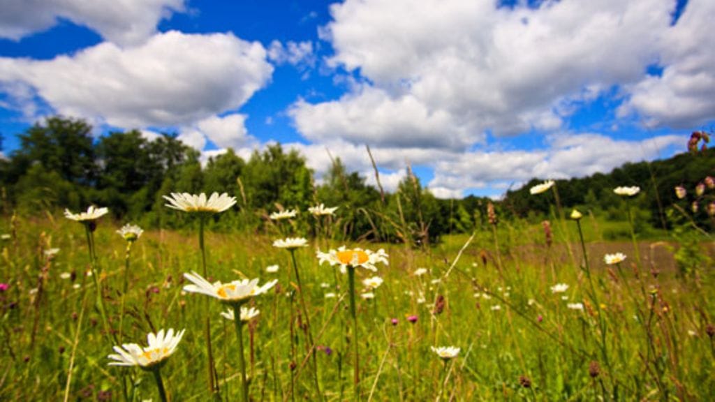 Punkkivaara vaanii kesäisin heinikossa.