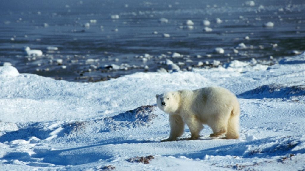 Suomen ensimmäisen arktisen museon nimi Nanoq tarkoittaa jääkarhua.
