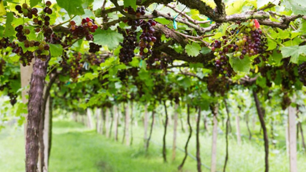 Aloita viinimatkailu huolellisella suunnittelulla.