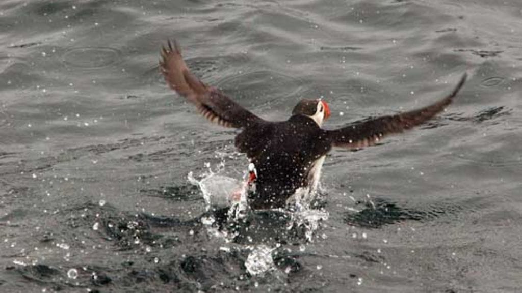 Lunnin sydän maistuu islantilaisille.