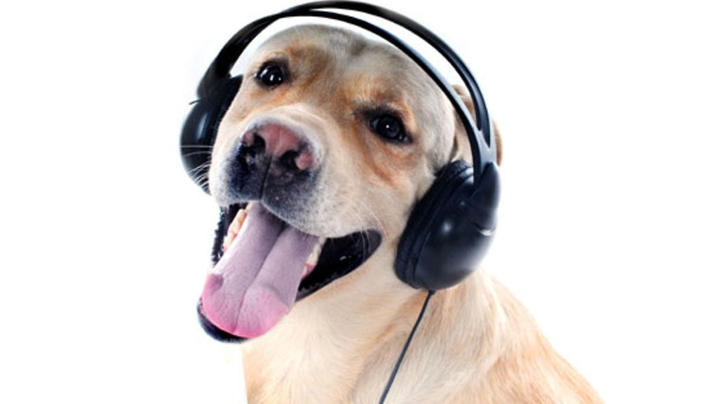 Saako lemmikkisi sopivaa musiikkia kuultavakseen?