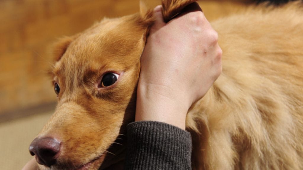 Kuvituskuva. Koiraa ei vahingoitettu kuvauksessa. Lehtikuva.