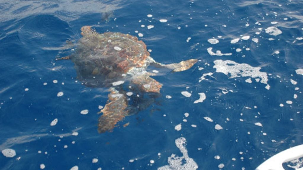 Kilpikonnat kärsivät turismista.