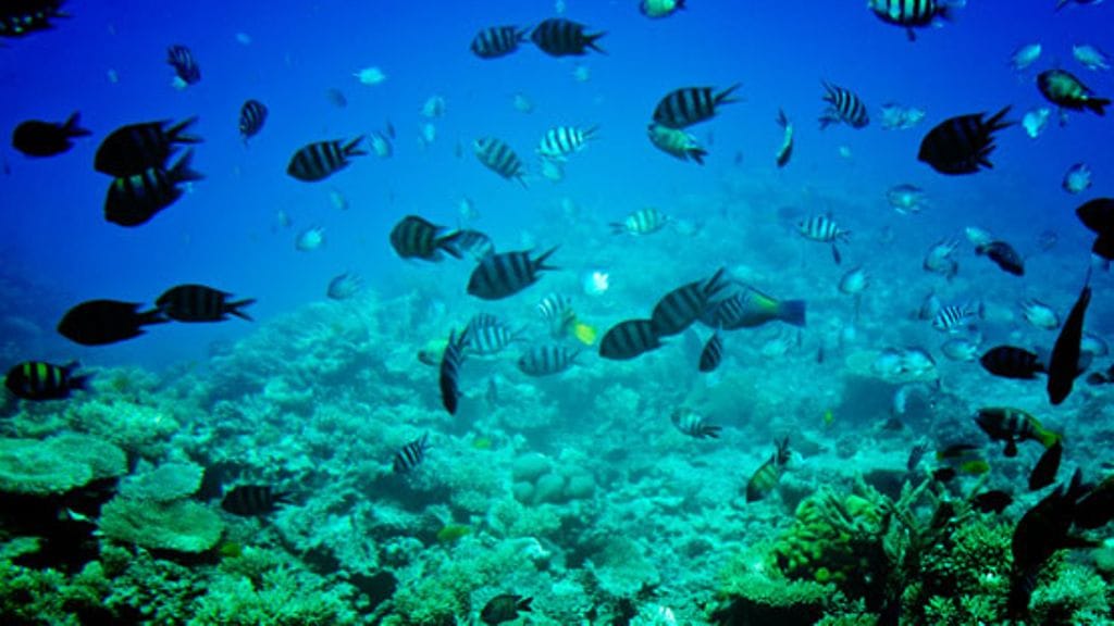 Merenalainen maailma kiehtoo salaperäisyydellään