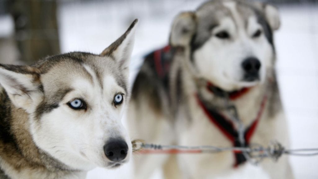Huskyn pennut olivat järjestäneet retkueelle karvaisen yllätyksen.